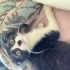Annesi cins yavru kedi fotoğraf