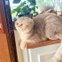 SCOTTISH FOLD 1 YAS ACIL SAHİPLENDİRME fotoğraf