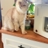 SCOTTISH FOLD 1 YAS ACIL SAHİPLENDİRME fotoğraf
