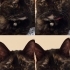 Ücretsiz Sahiplendirme fotoğraf