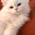 British Longhair dişi fotoğraf