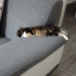 Ürkek uslu şans kedisi fotoğraf