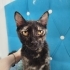 Yıldız (Calico Irk) Acil Kalıcı Yuva Arıyor fotoğraf