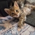 Tatlı  minnak acil yuva arıyor fotoğraf
