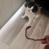 1.5 Aylık Çok Tatlı Çok Uslu Üç Renkli Dişi Yavru fotoğraf