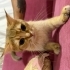 Pika için sıcak yuva fotoğraf