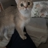 Pika için sıcak yuva fotoğraf