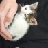 2 aylık yavrumuza yuva arıyorum fotoğraf