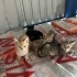Yavru Kedi Sahiplendiriyoruz. fotoğraf