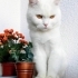 Cani yuva arıyor fotoğraf