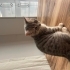 Uysal, insan canlısı, tüyleri ve desenleri muhteşem bir kedi fotoğraf