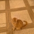 Kafemizde besledigimiz sarı ve dişi bir kedi fotoğraf