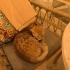 Kafemizde besledigimiz sarı ve dişi bir kedi fotoğraf