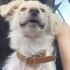 🐾 YUVA ARANIYOR – ARYA 🐾 fotoğraf