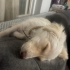 🐾 YUVA ARANIYOR – ARYA 🐾 fotoğraf