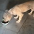 🐾 YUVA ARANIYOR – ARYA 🐾 fotoğraf