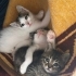Sayılı günleri barınak ya da sokağa gidecek fotoğraf