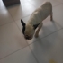 Kaju yuva arıyor fotoğraf