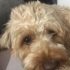 ÇIPLİ, AŞILARI TAM VE KISIR POODDLE..! fotoğraf