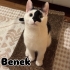 Luna ve Benek yuva arıyor fotoğraf