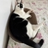 Luna ve Benek yuva arıyor fotoğraf