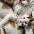4 Yavrumuza Yuva Arıyıruz. fotoğraf