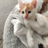 4 Yavrumuza Yuva Arıyıruz. fotoğraf