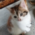 4 Yavrumuza Yuva Arıyıruz. fotoğraf
