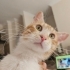 ACİLLL Tel:0545 806 86 49 kısırlaştırılmış kedi garfield fotoğraf