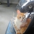 ACİLLL Tel:0545 806 86 49 kısırlaştırılmış kedi garfield fotoğraf
