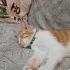 ACİLLL Tel:0545 806 86 49 kısırlaştırılmış kedi garfield fotoğraf