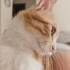 ACİLLL Tel:0545 806 86 49 kısırlaştırılmış kedi garfield fotoğraf