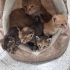 GÜZEL YAVRULARA ACİL YUVA AIYORUZ.. fotoğraf