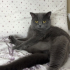 ÇAKİ EV KEDİSİ ÖMÜRLÜK YUVA ARIYOR fotoğraf