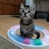 🐾ACİL YUVA ARIYORUZ SEVECEN OYUNCU BİR MİNNAK🐾 fotoğraf
