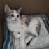 Yavru Kedi Yuva Aranıyor fotoğraf