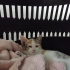 Yavru Kedi Yuva Aranıyor fotoğraf