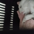 Yavru Kedi Yuva Aranıyor fotoğraf