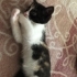2 AYLIK CALICO BEBEĞE ÖMÜRLÜK YUVA ARIYORUZ. fotoğraf