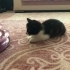 2 AYLIK CALICO BEBEĞE ÖMÜRLÜK YUVA ARIYORUZ. fotoğraf