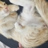 Evinizin bal arısı olmaya geliyorum fotoğraf