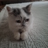 SAKİN,  SESSİZ BRİTİSH SORTHAİR..!! fotoğraf