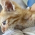 Veterinerden Çok Uysal ve Oyuncu 2 Haftalık Kedi fotoğraf