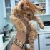 Veterinerden Çok Uysal ve Oyuncu 2 Haftalık Kedi fotoğraf