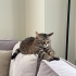 fasüş hanıma yuva arıyoruz fotoğraf