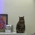 fasüş hanıma yuva arıyoruz fotoğraf