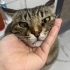 fasüş hanıma yuva arıyoruz fotoğraf