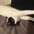çingöz böcük yuva arıyor fotoğraf