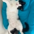 çingöz böcük yuva arıyor fotoğraf