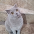 Momo Yeni Yuvasını Arıyor fotoğraf